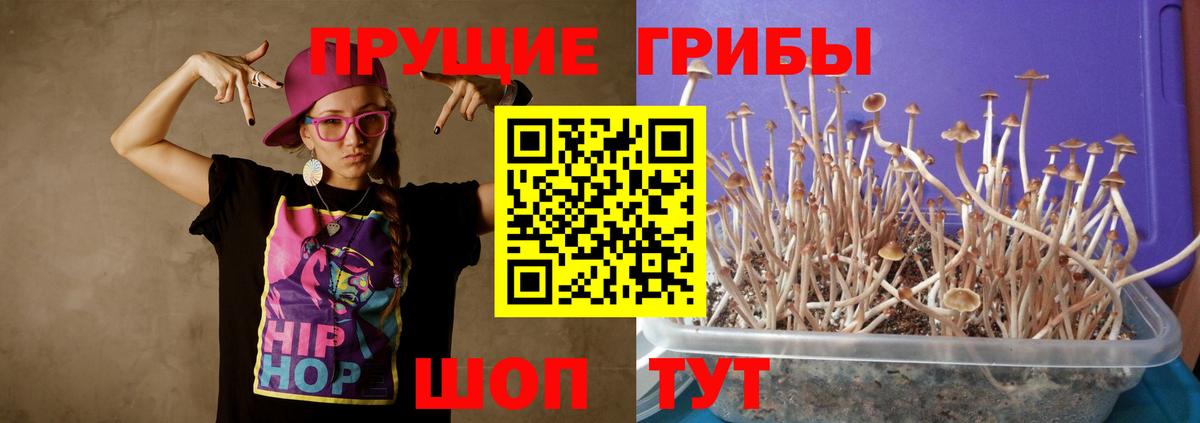 Псилоцибиновые грибы GOLDEN TEACHER  Вход с VPN  Псилоцибиновые грибы мицелий  Асино 